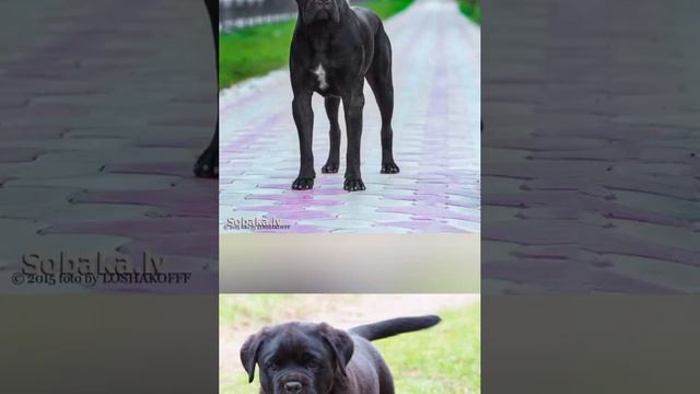 Хотите завести собаку? Выбирайте меня.