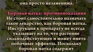 БОРОВАЯ МАТКА   ЧУДО ТРАВА ОТ 40 БОЛЕЗНЕЙ