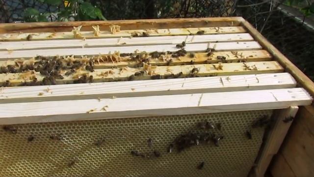 подстановка пчелам рамки с вощиной в мае - часть 3 - весенние работы на пасеке смотреть онлайн