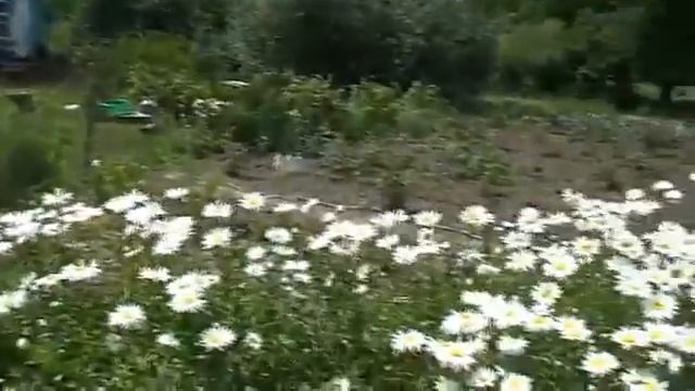 Лилия и Ромашка зацвели на огороде смотреть онлайн