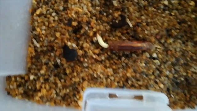 Flamboyant tree germination смотреть онлайн