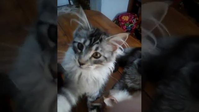 Мейн-кун котята. Остался рыжий готов к продаже.9673066105 смотреть онлайн