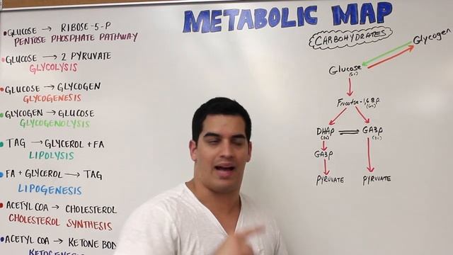Metabolism _ The Metabolic Map_ Carbohydrates.mp4 смотреть онлайн