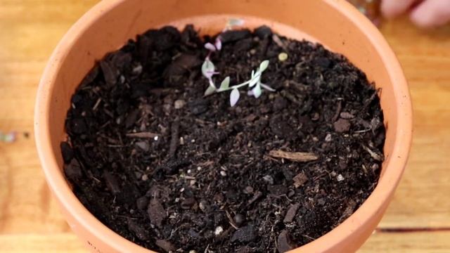 Easy Callisia Repens Pink Lady Propagation step by step