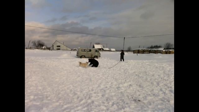 Лайка. Знакомство с медведем смотреть онлайн