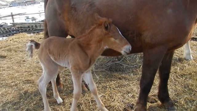 Кобыла ожеребилась. Проблема с жеребёнком // Жизнь в деревне смотреть онлайн