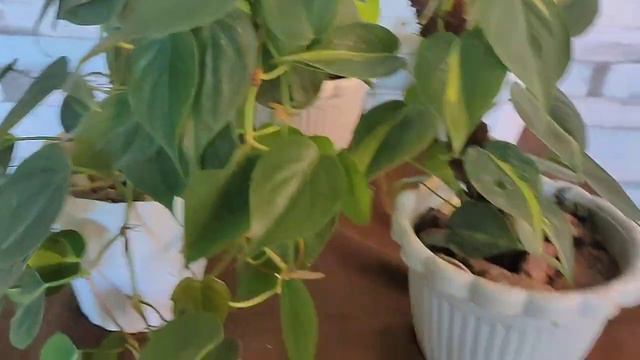 Try Beginner's Friendly Plants 👌