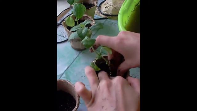 Как не повредить корни при рассадке ростков смотреть онлайн