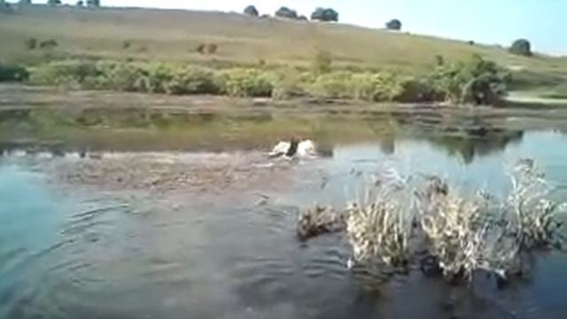 Собака Вика воды не боится. Даже болотной)