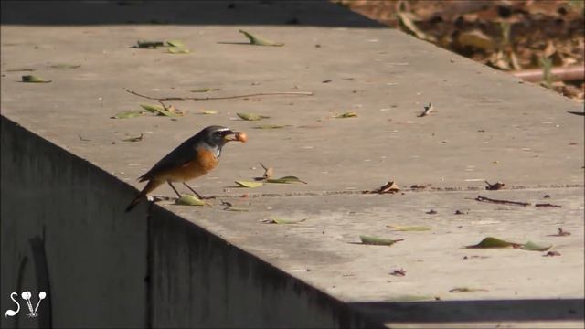 Redstart (Горихвостка)