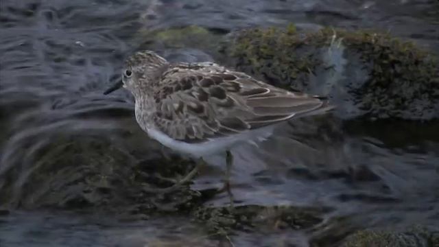Temminck's stint Temmincksnipe Белохвостый песочник Temmincks strandloper Mosnäppa Varanger смотреть онлайн