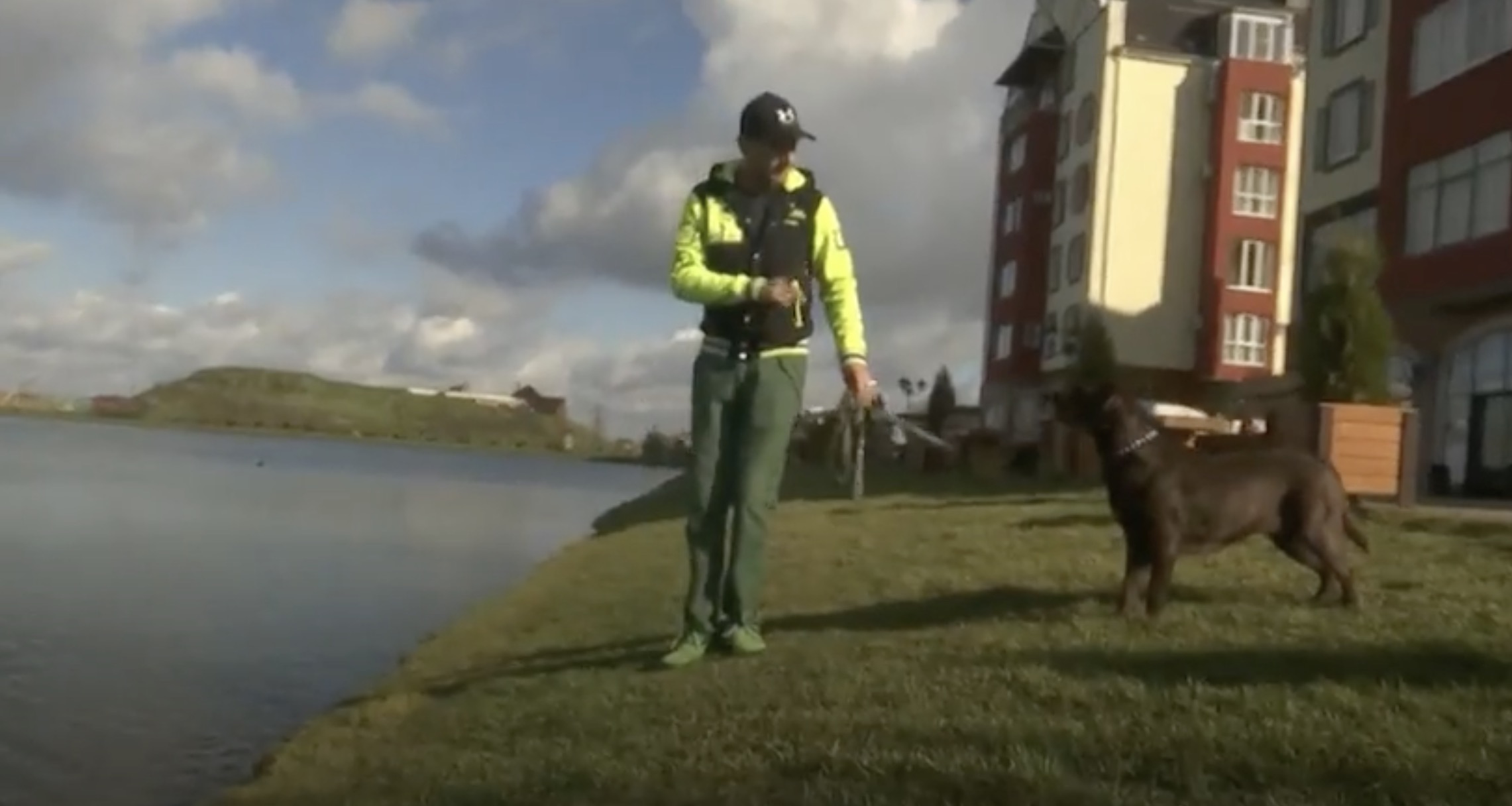 Как отучить собаку тянуть поводок (Лабрадор) смотреть онлайн