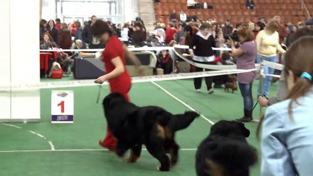 Sennenhund Rossii Senator смотреть онлайн