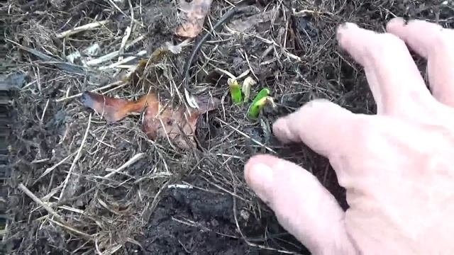 Collecting family heirloom potato onions смотреть онлайн