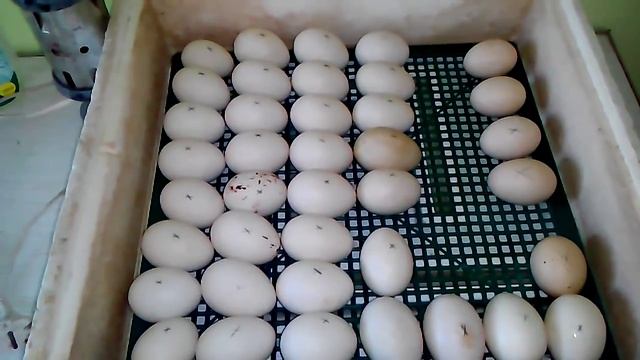 Инкубатор квочка, выведение цыплят и утят в одном инкубаторе 1 часть смотреть онлайн