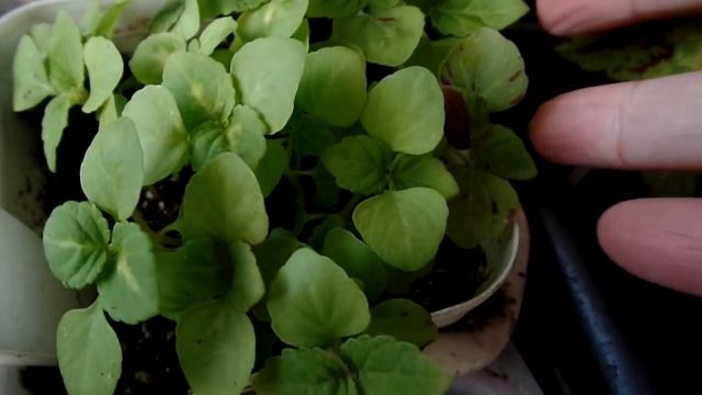 Мои планы по наружным откосам.Переезд растений на балкон.Сеянцы колеусов из собранных мною семян.