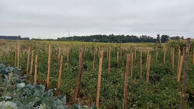 ТОМАТОВ Будет ОЧЕНЬ Много! Мои НОВЫЕ и СТАРЫЕ Сорта. Садим-сеем. смотреть онлайн