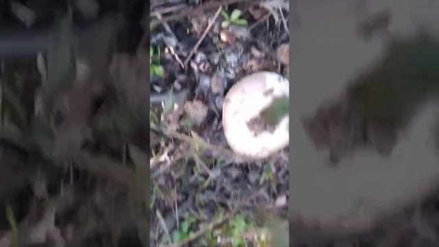 gurumelos por huelva смотреть онлайн