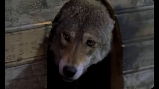 ВОЛЧЬЯ ДОЛЯ смотреть онлайн