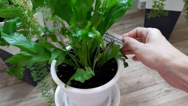 обзор стойки с цветами на кухне смотреть онлайн