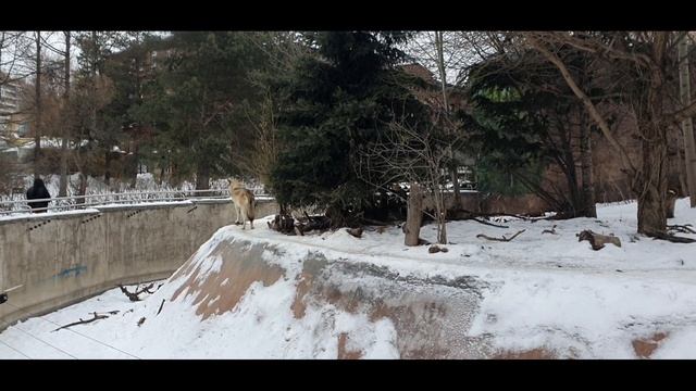 Волки в московском зоопарке. смотреть онлайн