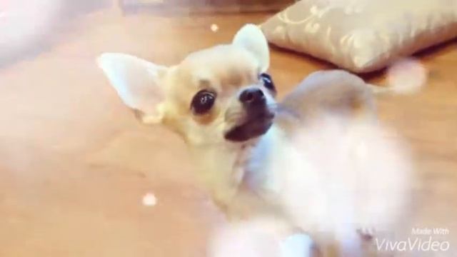 😱Problems of small dogs | Проблемы маленьких собак | Чихуахуа Шани 😱 смотреть онлайн