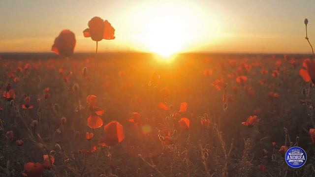 Маки в Крыму смотреть онлайн