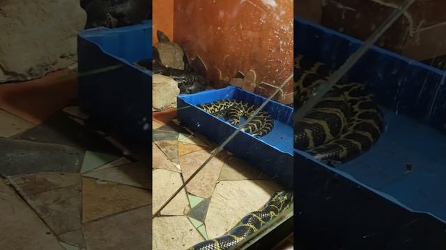 Дом природы. Иркутск #животные #иркутск #змеи смотреть онлайн