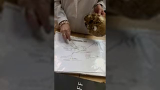 Черепные нервы. 7,9,10 пары. Соколова Е.А. смотреть онлайн