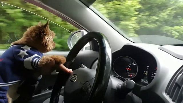 Винни рулит.Метис йорка и шпица.