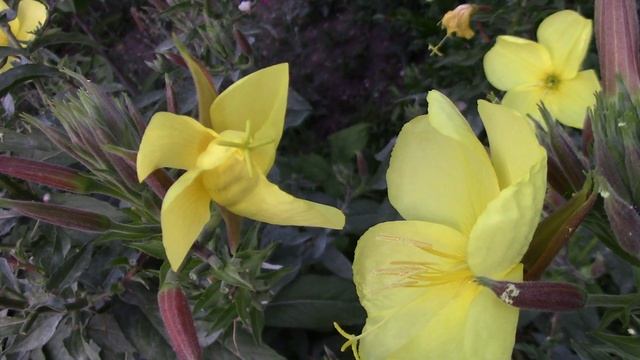 Лунный цветок Энотера раскрывается на глазах || Evening Primrose