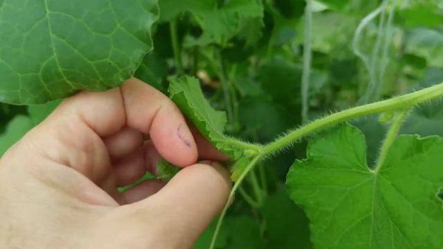 #огорододача на 01.07.2021 тонкости и хитрости для выращивания супердынь в теплицах. часть 1 смотреть онлайн