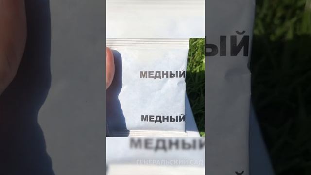 Лук пожелтел, что делать!? Лук не будет болеть! Обработайте этим лук весной #shorts смотреть онлайн
