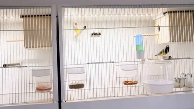 Амадины Гульда, содержание - краткий обзор смотреть онлайн