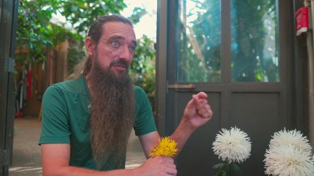 What are the 13 CLASSES of CHRYSANTHEMUMS? — Ep. 213 смотреть онлайн