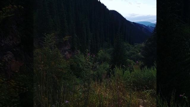 В горы за грибами плато Ассы. смотреть онлайн