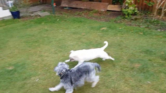 Barney is visiting us. Барней в гостях у нас. смотреть онлайн