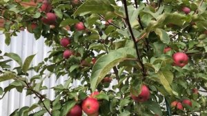 Яблоня Подарок Графскому.