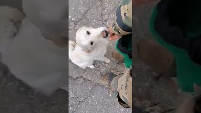 Золотистый ретривер ,общий курс , дрессировка собак. смотреть онлайн