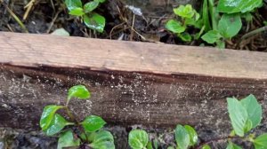 Вредители МЯТЫ. Сорняки тоже болеют!