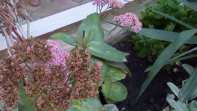 Прогулки по саду в конце октября. смотреть онлайн