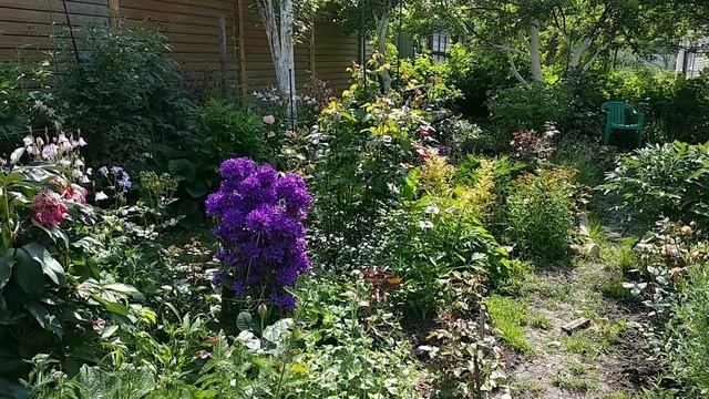 Розы. Первое цветение. Роза Айс Фо Ю , роза Блю фо ю, роза Коко Локо, роза Гипноз. И мои советы. смотреть онлайн