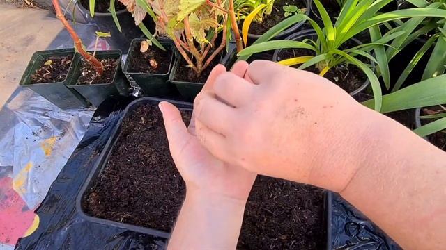 How to grow penstemon from seed part 1 Guaranteed results every time смотреть онлайн