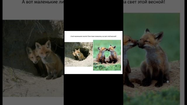 Средняя группа. "Звери и птицы весной" смотреть онлайн