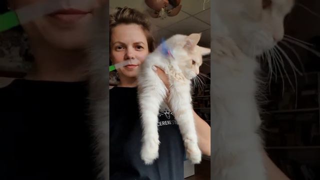 Мейн-кун 4 месяца #мейнкункотята #мейнкуны #мейнкун #сургут #сургутнефтегаз смотреть онлайн