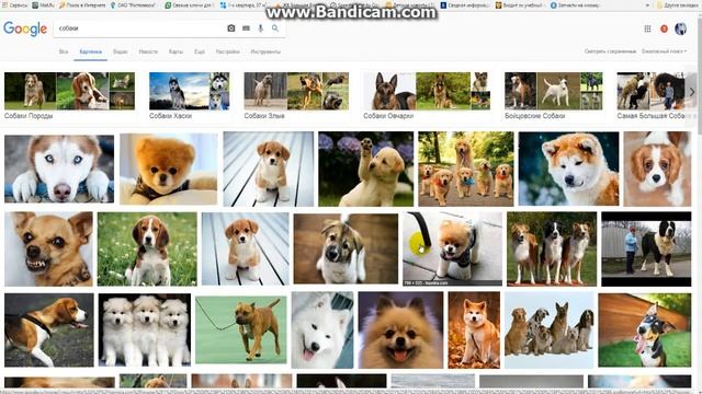 Как уговорить родителей купить собаку? Советы от меня лично! смотреть онлайн