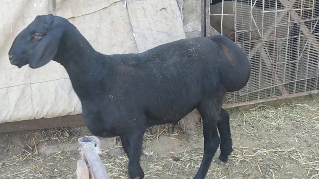 (1102) Ягуар и сын Пантера смотреть онлайн