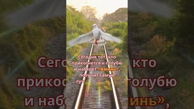Сегодня тот, кто прикоснется к голубю и наберёт "Аминь", получит самую лучшую новость в своей жизни смотреть онлайн