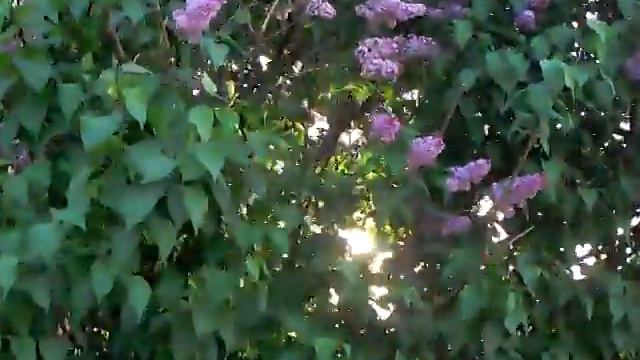 Сирень и солнце смотреть онлайн