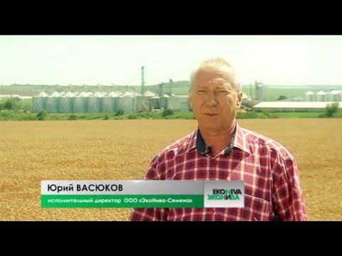 рекламный фильм "ЭкоНива-Семена" смотреть онлайн